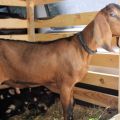 Opis i karakteristike najboljih 5 mesnih pasmina koza, pravila za njihovo održavanje