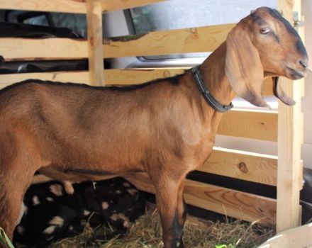 Descrizione e caratteristiche delle prime 5 razze di capre da carne, le regole per il loro mantenimento