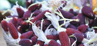 A vörös kukorica leírása, a termesztés és gondozás jellemzői
