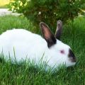 Beskrivelse af kaniner af racen i Californien og deres vedligeholdelse derhjemme