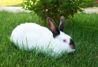 Beschrijving van konijnen van het Californische ras en hun onderhoud thuis