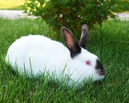 Descrizione dei conigli di razza California e loro mantenimento a casa