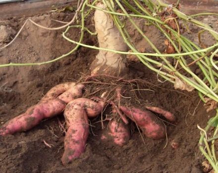 Beschreibung der Süßkartoffel Batat, ihre Vor- und Nachteile, Anbau und Pflege
