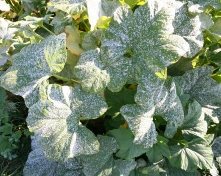 Kaip kovoti su agurkų ligomis atvirame lauke ir šiltnamyje, kaip apsaugoti ir kaip purkšti