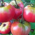 Opis odrody a vlastností pestovania paradajok Supergiant pink f1
