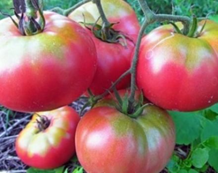 Kuvaus tomaatin kasvattamisen lajista ja ominaisuuksista Supergiant pink f1