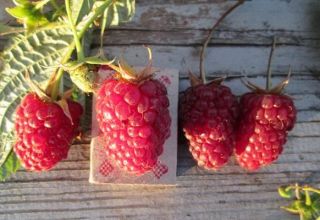 Paglalarawan ng mga varieties ng raspberry na Red Guard, pakinabang at kawalan, pangangalaga