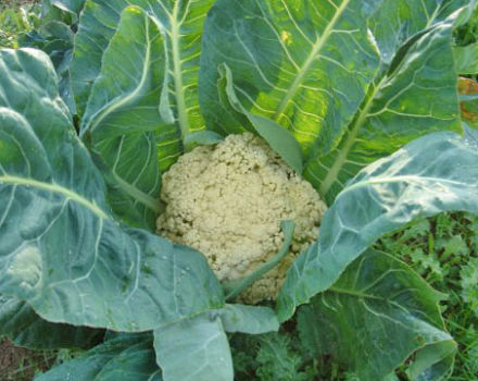 Why cauliflower doesn't tie heads and what to do