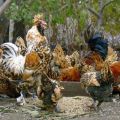 Descriptions of the 22 best breeds of dwarf chickens and home care rules