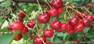 Description of cherry variety Toy and characteristics of fruiting, cultivation and rules of care