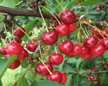 Descrizione della varietà di ciliegie Giocattolo e caratteristiche di fruttificazione, coltivazione e regole di cura