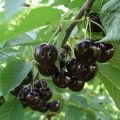 Descripción y características de la variedad, cultivo y cuidado de la cereza negra Leningradskaya.