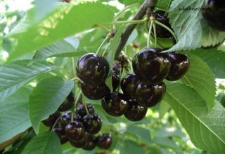Popis a charakteristika odrůdy černého třešně Leningradskaya, pěstování a péče