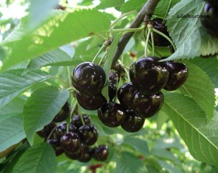Descripción y características de la variedad, cultivo y cuidado de la cereza negra Leningradskaya.