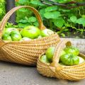 Zaļo tomātu šķirņu apraksts un īpašības