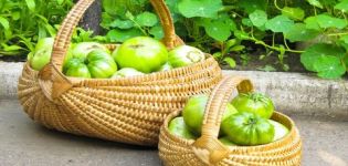 Description and characteristics of green tomato varieties