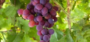 Characteristics of the Lydia grape variety and a description of the advantages and disadvantages of the culture