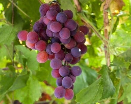 Características de la variedad de uva Lydia y descripción de las ventajas y desventajas del cultivo