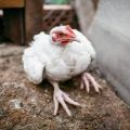 Csirkék lábbetegségeinek okai és tünetei, kezelési módszerek