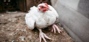 Nguyên nhân và triệu chứng của bệnh phù chân ở gà, phương pháp điều trị