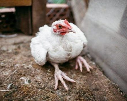 Узроци и симптоми болести ногу код пилића, методе лечења