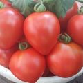 Beschrijving van de tomatenvariëteit Rode suiker en zijn kenmerken