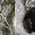 Las razones de la aparición de un hueco en un manzano joven y viejo, cómo cerrar y cómo cubrir.