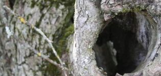 Årsagerne til udseendet af en hul på et ungt og gammelt æbletræ, hvordan man lukker op og hvordan man dækker op