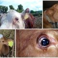 Perché un vitello può lacrimare gli occhi, frequenti malattie e cure