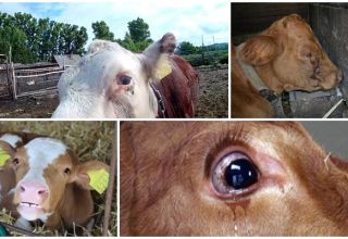 Varför en kalv kan vattna ögon, ofta sjukdomar och behandling