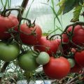 Tomaattilajikkeen Rhapsody ominaisuudet ja kuvaus