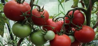 Charakterystyka i opis odmiany pomidora Rhapsody