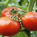 Opis sorte rajčice Proljeće f1, preporuke za uzgoj i njegu