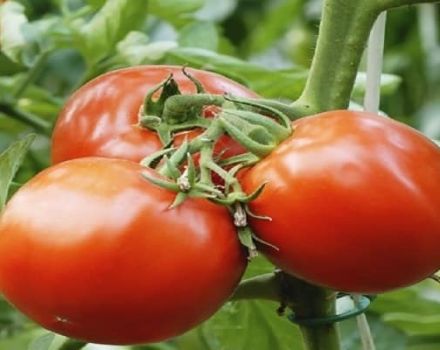 Description of the tomato variety Spring f1, recommendations for growing and care