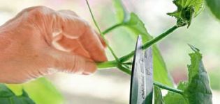 Ako správne uštipnúť uhorky v otvorenom poli av skleníku