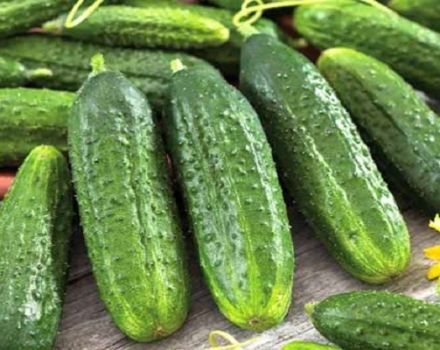 Description of varieties of cucumbers Esaul, Monastyrsky, Ukhazher, Pharaoh, No hassle and others