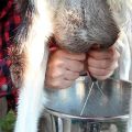 Why does a goat give salted milk and what to do, how to prevent the problem