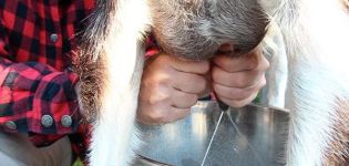 Warum gibt eine Ziege gesalzene Milch und was zu tun ist, wie man das Problem verhindert