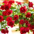 Rožių veislės Flamenrai aprašymas, sodinimas ir priežiūra, prieglauda žiemai