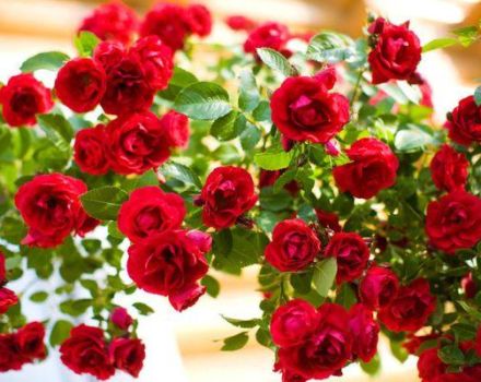 Descripció de la rosa Flamementz, plantació i cura, refugi per a l’hivern