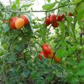 Mô tả về giống cà chua hạt tiêu Sicily và đặc điểm của nó