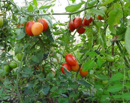 Popis odrůdy rajčete sicilského pepře a její vlastnosti