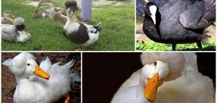 Nombres y descripciones de patos blancos y negros con cabeza copetuda y cómo elegir