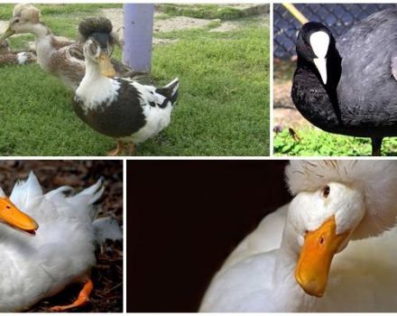 Nombres y descripciones de patos blancos y negros con cabeza copetuda y cómo elegir