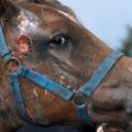 Quines malalties tenen els cavalls, mètodes de tractament i prevenció