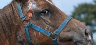 Τι ασθένειες έχουν τα άλογα, μέθοδοι θεραπείας και πρόληψής τους