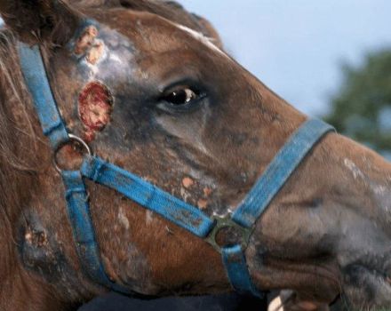 ما هي الأمراض التي تصيب الخيول ، وطرق علاجها والوقاية منها