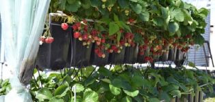 Regler for plantning og dyrkning af jordbær i gryder, egnede sorter