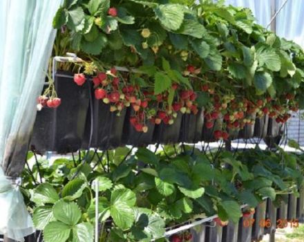 Regler for plantning og dyrkning af jordbær i gryder, egnede sorter