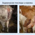 Causes and symptoms of retention of placenta in cows, treatment regimen and prevention